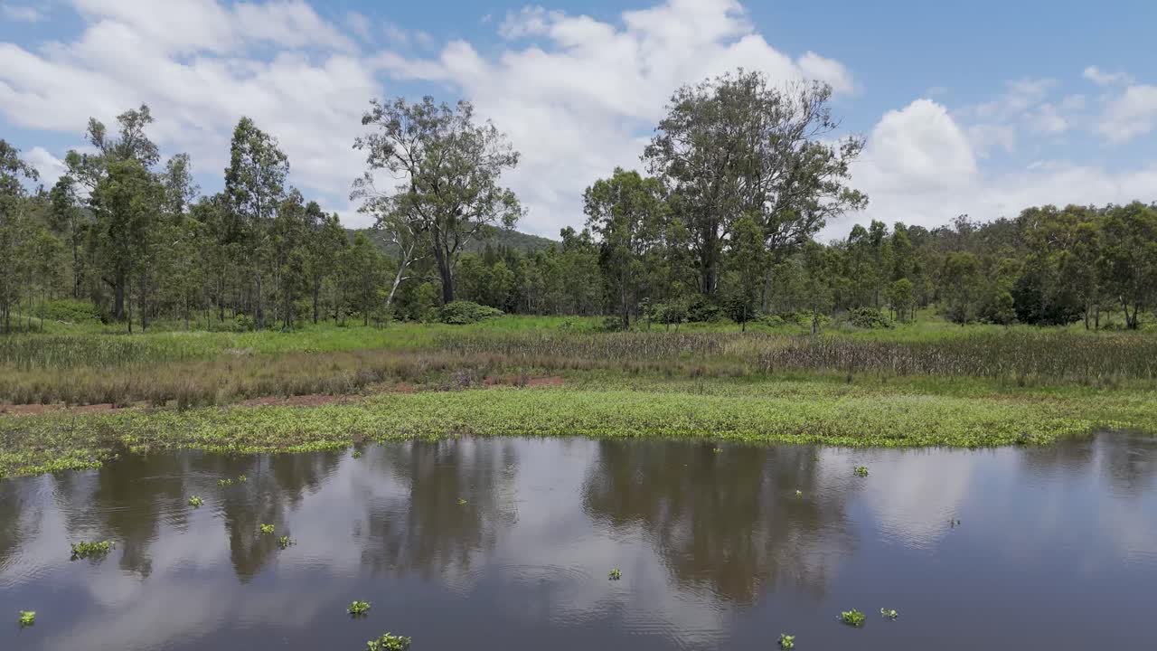 Garzas e ibis vuelan sobre un estanque tranquilo