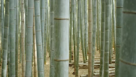 Close-up-shots-of-bamboo-in-the-bamboo-forest-with-soft-lighting-in-Kyoto,-Japan-slow-motion