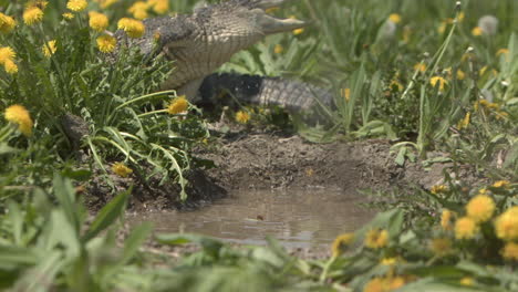 Slow-motion-thrashing-alligator-in-swamp