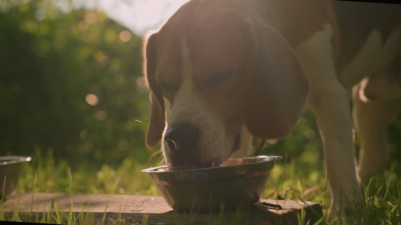 Close up of dog drinking water from metal bowl placed on wood in grassy field with some water splashing on wood and another bowl nearby under warm sunlight