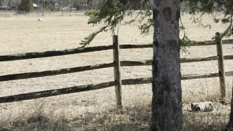 edge of a farmers field surrounded with a wooden fence and a pine tree