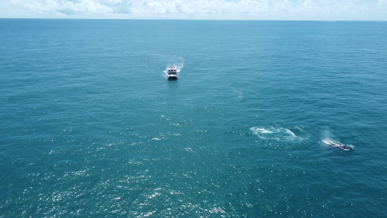 Orbital drone shot circling a beautiful, massive humpback whale and a boat in the crystal-clear waters of the Atlantic Ocean