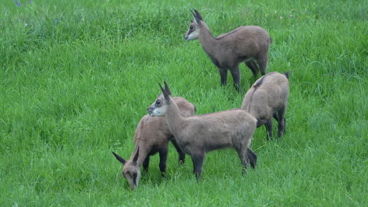 Chamois Gämse herd grazing peacefully on alpine meadow in Glarus, Switzerland
