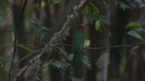 Perched-on-a-branch-facing-to-the-right-exposing-its-beautiful-red-beard,-Red-bearded-Bee-eater-Nyctyornis-amictus,-Kaeng-Krachan-National-Park,-Thailand