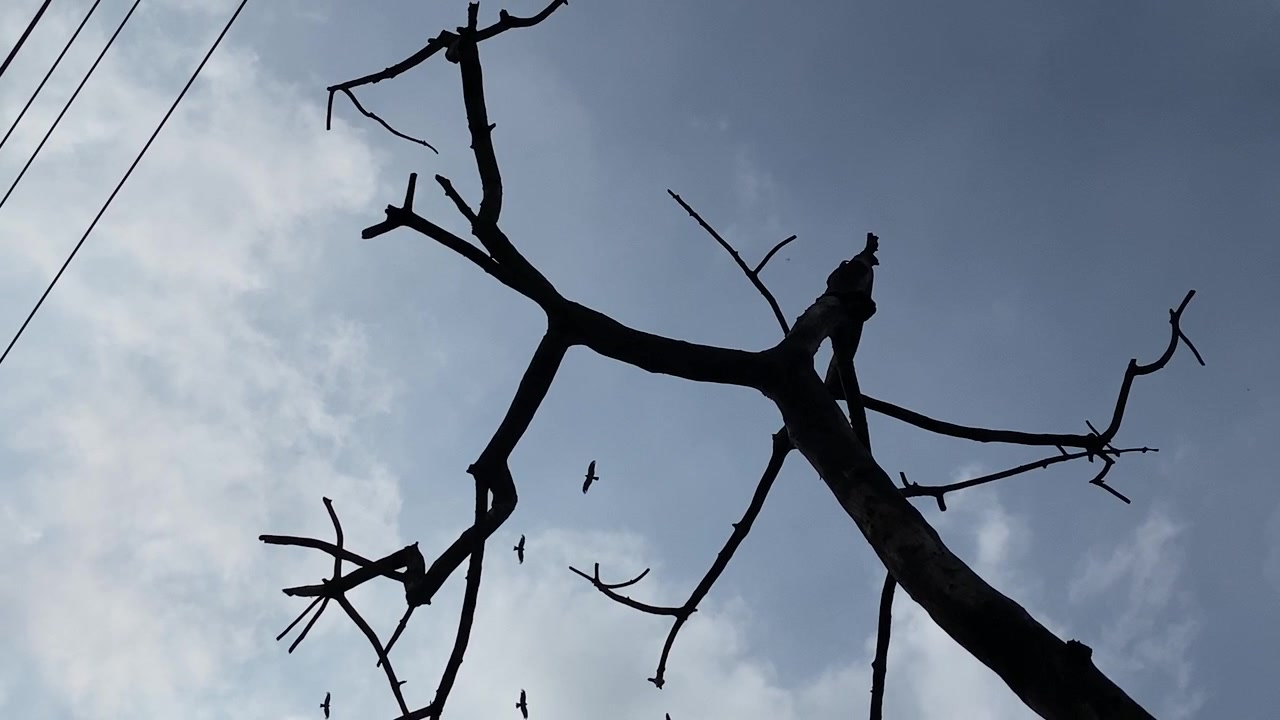Uccelli spazzini che volano in un cielo drammatico sopra un albero morto lungo i cavi elettrici, ripresa in silhouette dal basso.