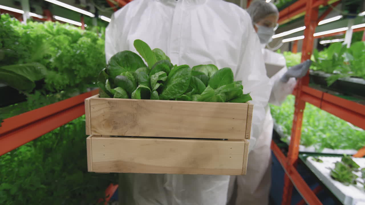 Agronomic Engineer Carrying Box Of Spinach Seedlings