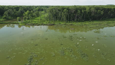 Wildtierlandschaft-über-Feuchtgebieten-In-Der-Nähe-Des-Hubler-Lake-In-Missouri,-USA