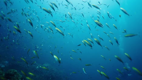 escuela de peces bajo el agua