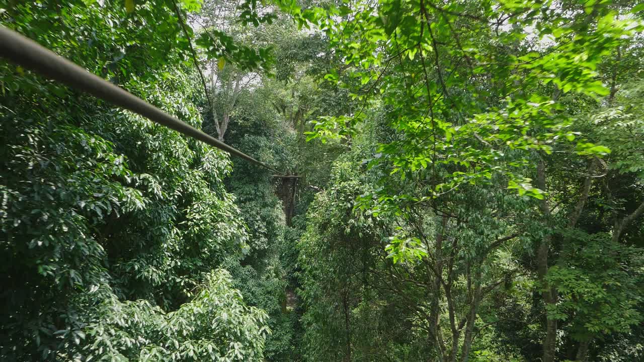 Jungle Zipline Adventure Through Lush Canopy