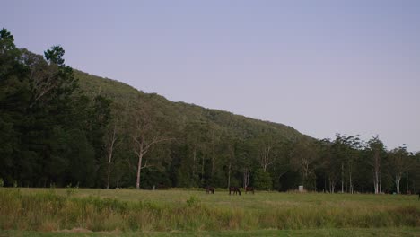 Horses-in-paddock-at-dusk