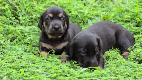 cachorros dachshund jugando en el campo de hierba, los cachorros recién nacidos son tan lindos juntos