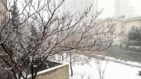 Light-snow-white-car-and-a-sweet-home-snowfall-view-from-the-window-to-the-street-covered-by-ice-cold-freezing-snow-and-landscape-of-city-park-dry-tree-foliage-branch-in-Tehran-Iran-Middle-east-asia