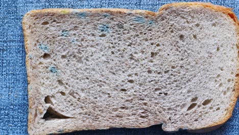 moldy bread slice