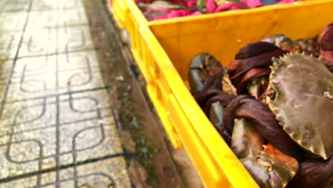 Close-up-shots-of-live-crab-while-crawling-out-from-the-basket-then-drop-onto-the-floor