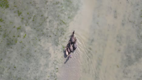 Farmer-herding-buffalo-in-flooded-farmland