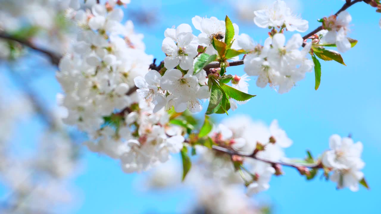 Beautiful flowering branch against the blue sky. Busy bee flying near the blooming fruit tree in springtime. White flowers on a branch