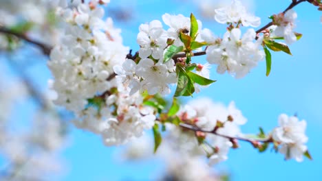 beautiful flowering branch against the blue sky. busy bee flying near the blooming fruit tree in springtime. white flowers on a branch