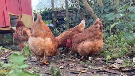 cute home chickens picking food in the winter garden