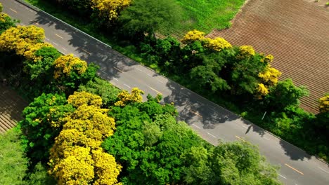 lateral view of beautiful road in between colorful trees and croplands
