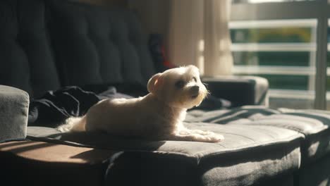 aadorable and soft white maltese laying comfortably on a couch with decorative while enjoying the sun light