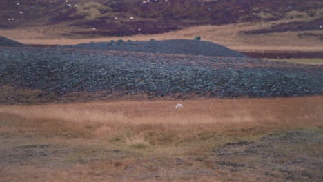 Zorro-ártico-Blanco-Corriendo-En-La-Tundra-Nórdica-Azotada-Por-El-Viento-En-Islandia