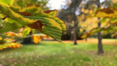 it focuses on a leaf of a tree that changes tone and in turn, focuses on the environment, composed of trees that are losing their leaves on a green ground, a building appears, it is autumn time