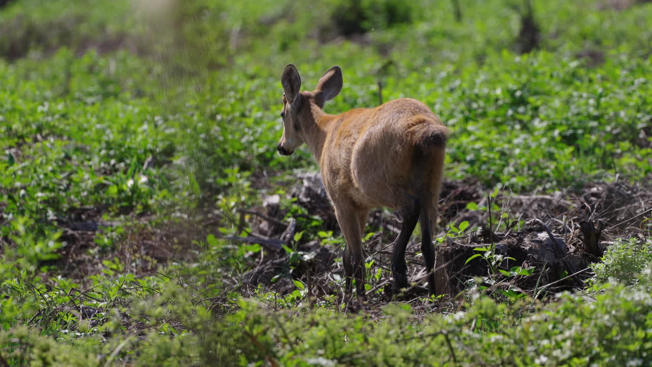 Small brown deer walks gracefully in slow motion across a green grassland, with dry branches scattered on the ground. The peaceful scene highlights the deer’s natural movement in a serene environment.