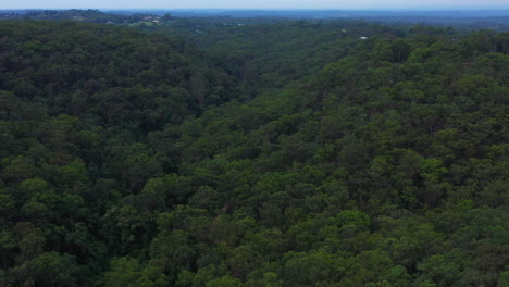 Antena-Volando-Bajo-Sobre-Asombrosos-árboles-Verdes-Rural-Sydney-Australia,-Casas-Y-árboles-Verdes-Densos-Bosques-Montañosos-En-Un-Día-Claro