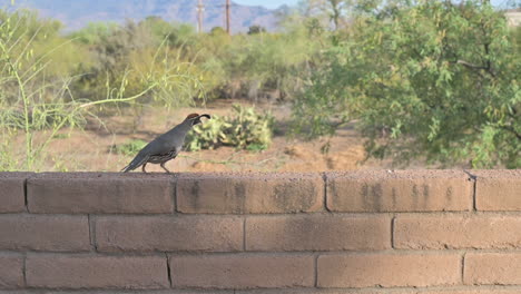 single male gambel's quail in backyard, walking on a brick wall