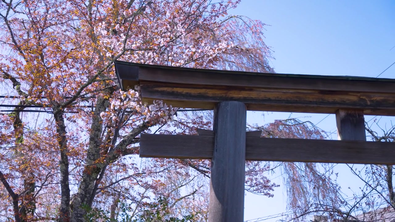 Japonya Baharı'nda Eski Ahşap Torii Kapısı ve Pembe Sakura Çiçekleri