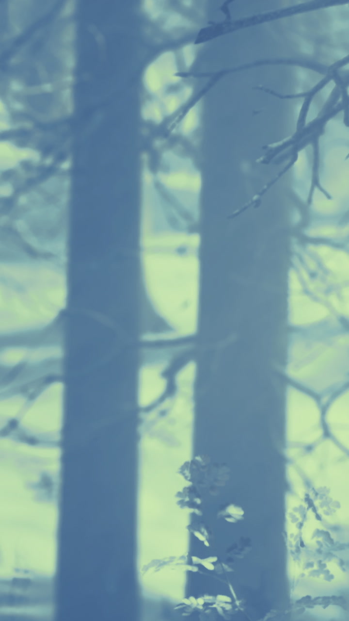 Dense trees in a foggy forest during early morning hours