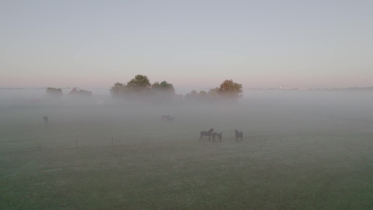 дети в тумане