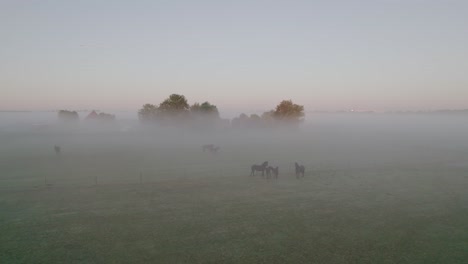 Caballos-En-La-Niebla-De-La-Mañana