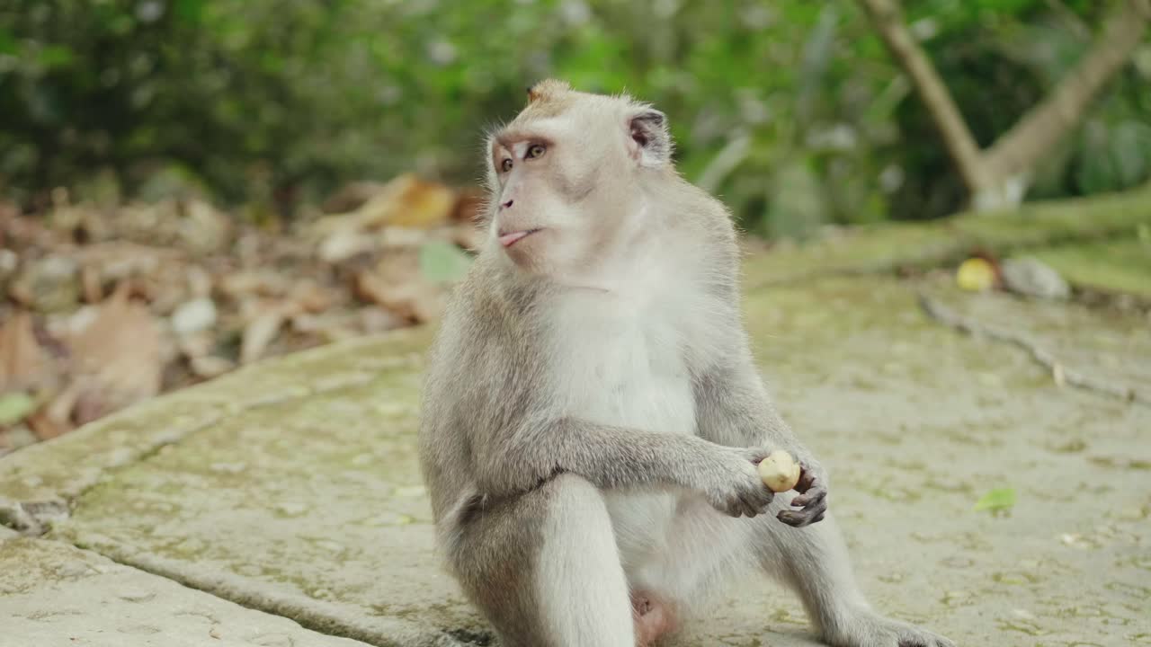 Monkey eating banana close up on a pavement in the monkey forest bali