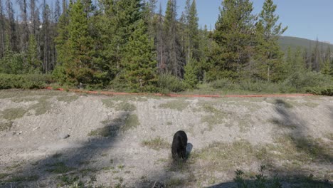 Black-bear-roams-near-forest-edge-on-sunny-day-with-mountains-in-background