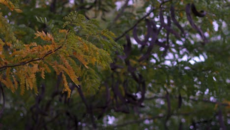 Hojas-De-Otoño-Y-Frijoles-Ceratonia-Siliqua