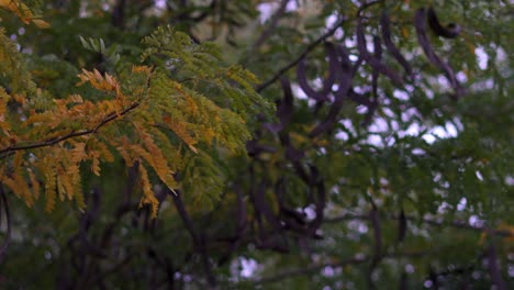 hojas de otoño y frijoles ceratonia siliqua
