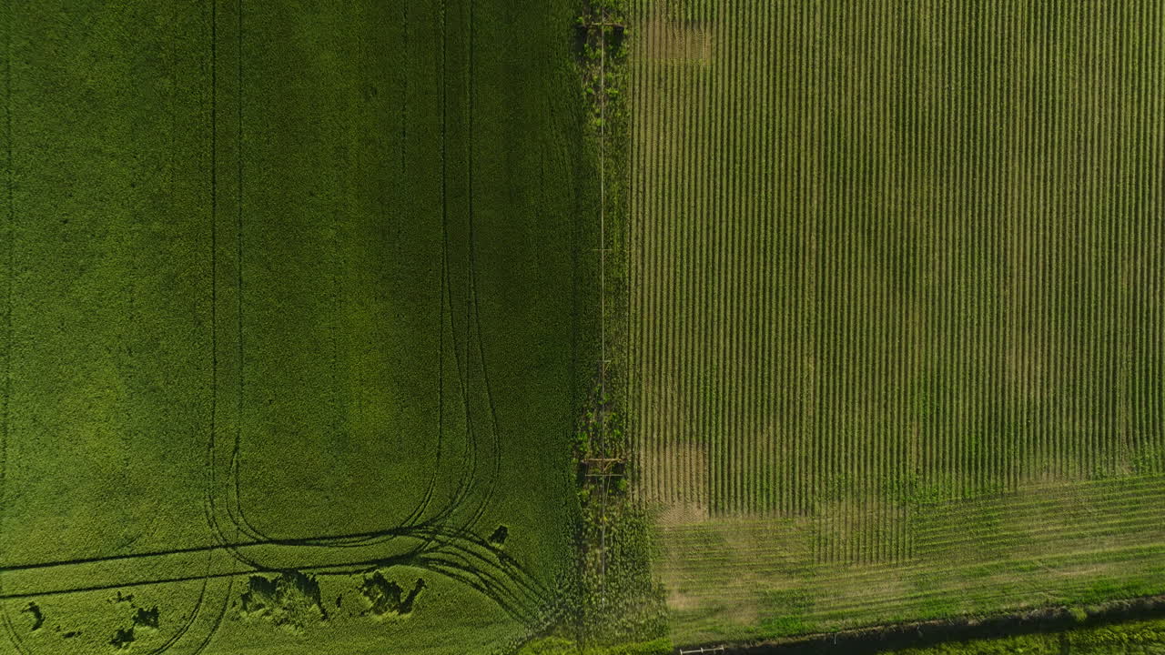 campos verdes en contraste en dardanelles, arkansas, mostrando patrones agrícolas, vista aérea