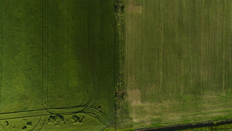 contrasting green fields in dardanelle, arkansas, showcasing agricultural patterns, aerial view