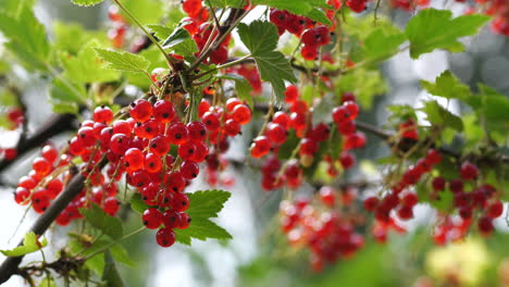 arándanos rojos que crecen en la rama de un árbol, primer plano