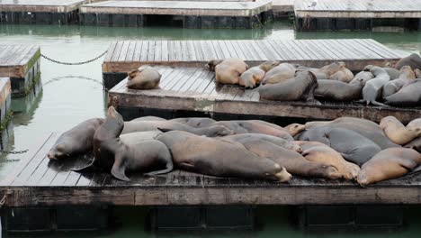 Colonia-De-Leones-Marinos-En-Fisherman&#39;s-Wharf,-San-Francisco