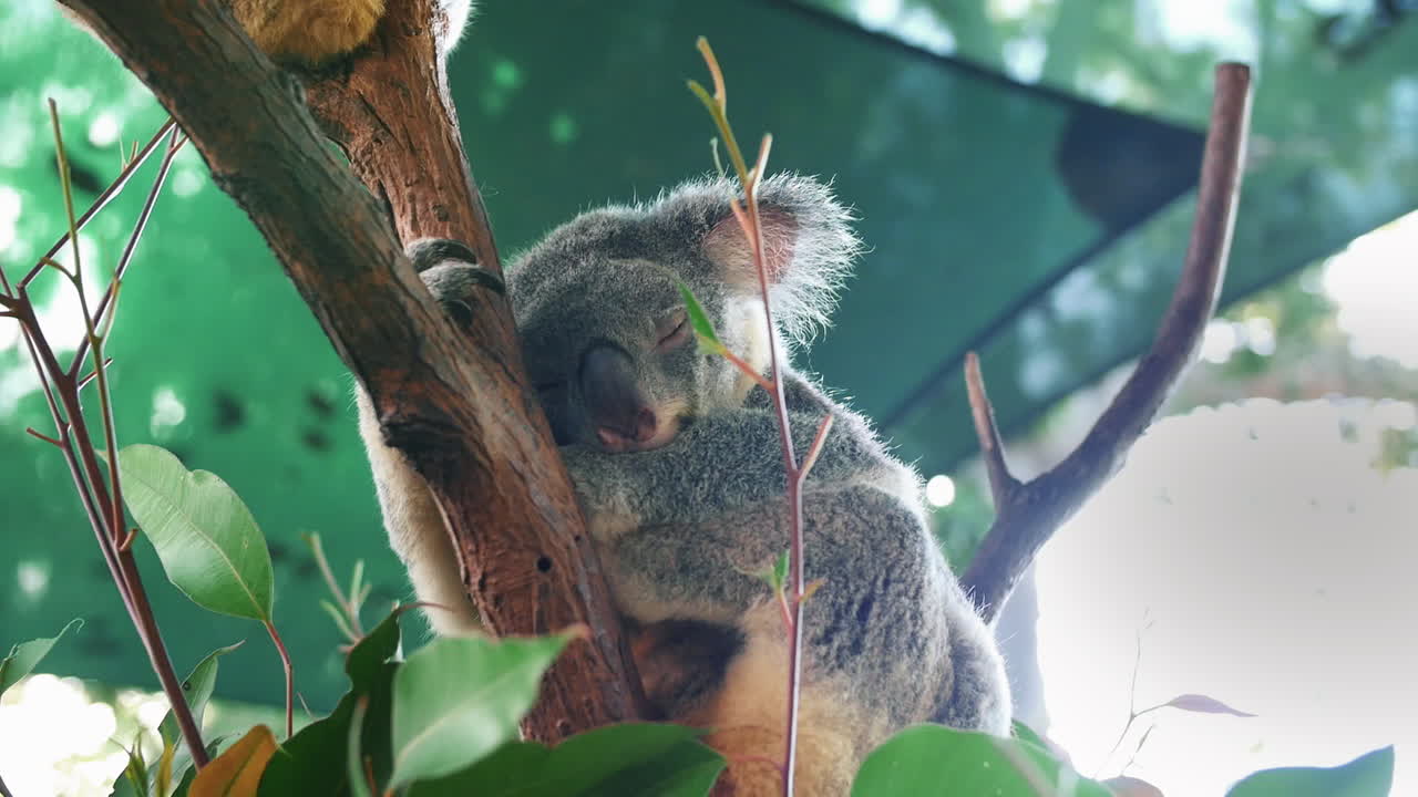 동물원에서 유칼립투스 나무 가지에 코알라 휴식 - 낮은 각도 샷