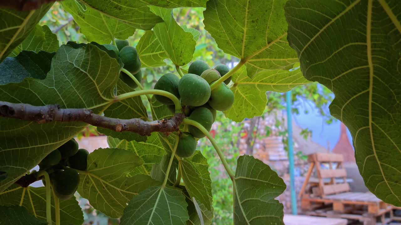 higuera con hojas grandes en el patio trasero