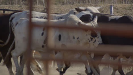 Bulls-run-into-metal-chute-after-being-wrangled-by-cowboys