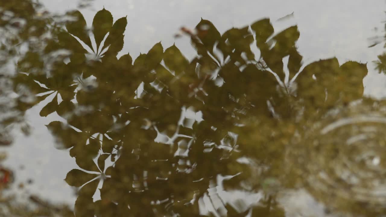 gotas de lluvia en el charco en el que se refleja el árbol.