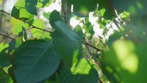 LENS-FLARES,-DOF,-SLOW-MOTION:-Close-up-of-green-leaves-with-sun-shining-through-in-slow-motion-with-a-floating-camera