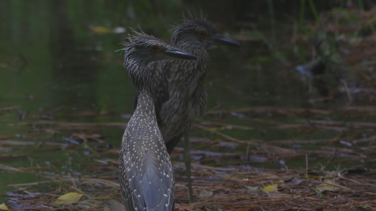 A heron preens its feathers near a reflective pond surrounded by forest brush