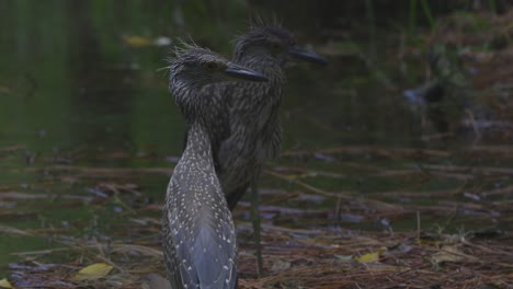 a heron preens its feathers near a reflective pond surrounded by forest brush