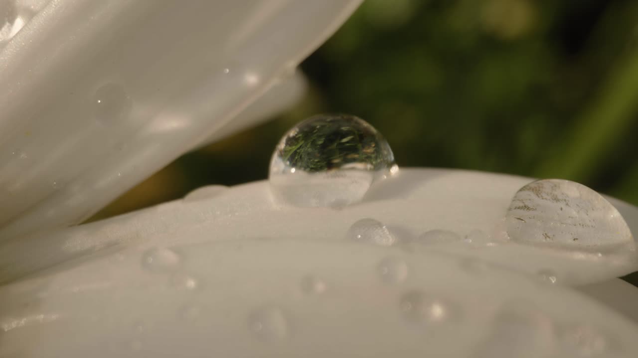 흰색 데이지에 이슬 방울의 극단적인 클로즈업