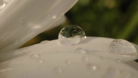 Extreme-close-up-of-dew-drop-on-white-daisy